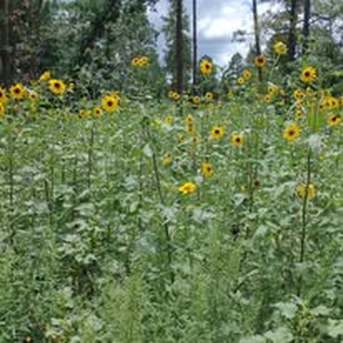 Wild sunflowers in the White Mountains, Arizona