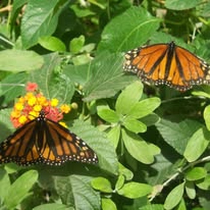Monarch butterflies on lantana, Lakeside AZ
